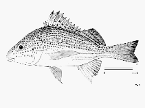 Image of Pomadasys multimaculatus (Cock grunter)