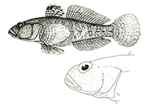 Image of Ponticola ratan (Ratan goby)