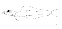 Image of Prionodraco evansii 