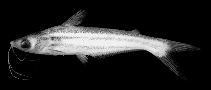 Image of Pseudeutropius brachypopterus 