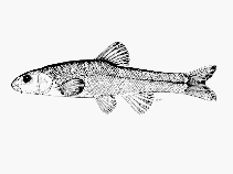 Image of Pseudobarbus quathlambae (Maluti minnow)