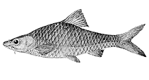 Image of Barbodes amarus 