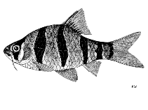 Image of Desmopuntius hexazona (Six-banded tiger barb)