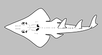 Image of Rhynchobatus immaculatus (Taiwanese Wedgefish)