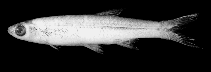 Image of Rasbora borneensis 