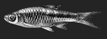 Image of Rasbora ennealepis 