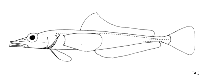 Image of Racovitzia glacialis 