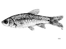 Image of Rasbora hobelmani (Kottelat rasbora)