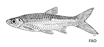 Image of Rasbora myersi 