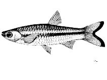 Image of Rasbora tornieri (Yellowtail rasbora)