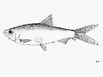 Image of Rhinosardinia bahiensis (Bahia sprat)