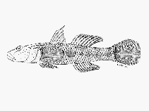 Image of Rhinogobius nantaiensis 