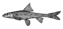 Image of Romanogobio pentatrichus (Kuban long-barbelled gudgeon)