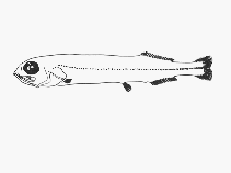 Image of Rouleina squamilatera (Bluntsnout slickhead)