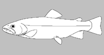 Image of Oncorhynchus rhodurus (Japanese Amago)