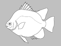 Image of Selenotoca papuensis 