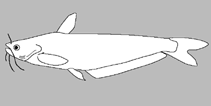 Image of Eutropiichthys goongwaree 