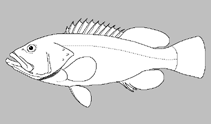 Image of Serranus maytagi 