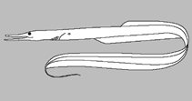 Image of Serrivomer jesperseni (Crossthroat sawpalate)