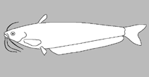 Image of Ompok platyrhynchus 