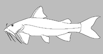 Image of Parachiloglanis bhutanensis 