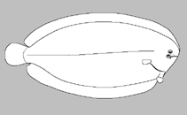 Image of Typhlachirus caecus 