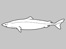 Image of Scymnodon ichiharai (Japanese velvet dogfish)