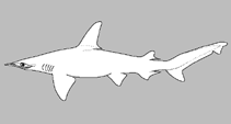 Image of Sphyrna gilberti (Carolina hammerhead)