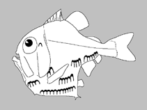 Image of Danaphos oculatus (Bottlelights)