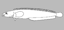 Image of Xiphister mucosus (Rock prickleback)