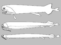 Image of Photonectes sphaerolampas 