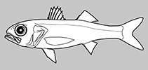 Image of Parascombrops yamanouei (Yamanoue’s seabass)