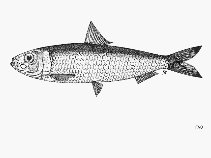 Image of Sardinella atricauda (Bleeker\