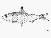 Image of Sardinella fijiensis (Fiji sardinella)