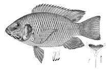 Image of Sarotherodon nigripinnis 