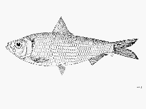 Image of Sardinella richardsoni (Richardson\