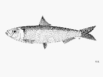 Image of Sardinella sindensis (Sind sardinella)