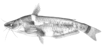 Image of Schilbe brevianalis 