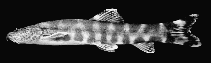 Image of Kapuasia maculiceps 