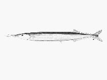 Image of Scomberesox scombroides (King gar)