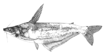 Image of Schilbe tumbanus 