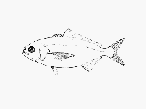 Image of Seriolella caerulea (White warehou)