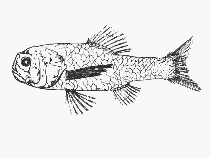 Image of Sio nordenskjoldii (Nordenskjold\