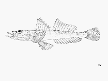 Image of Solitas gruveli (Guinea flathead)