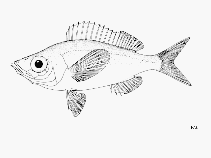 Image of Spicara altum (Bigeye picarel)