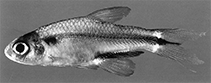 Image of Spintherobolus broccae 