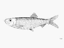 Image of Sprattus muelleri (New Zealand sprat)