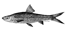 Image of Barbodes palata 