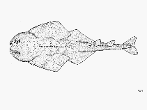 Image of Squatina aculeata (Sawback angelshark)