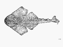 Image of Squatina africana (African angelshark)